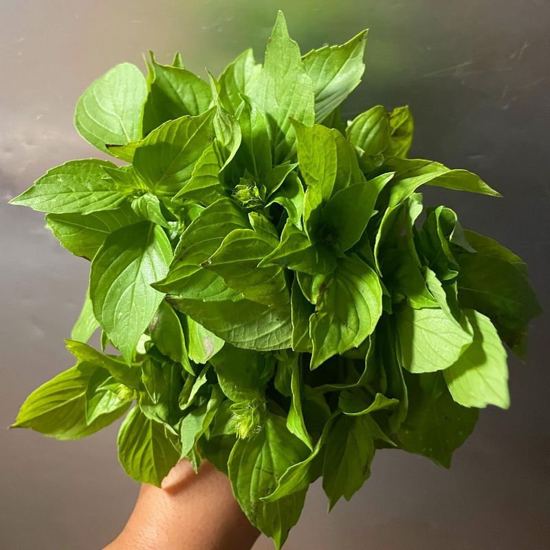 Basil