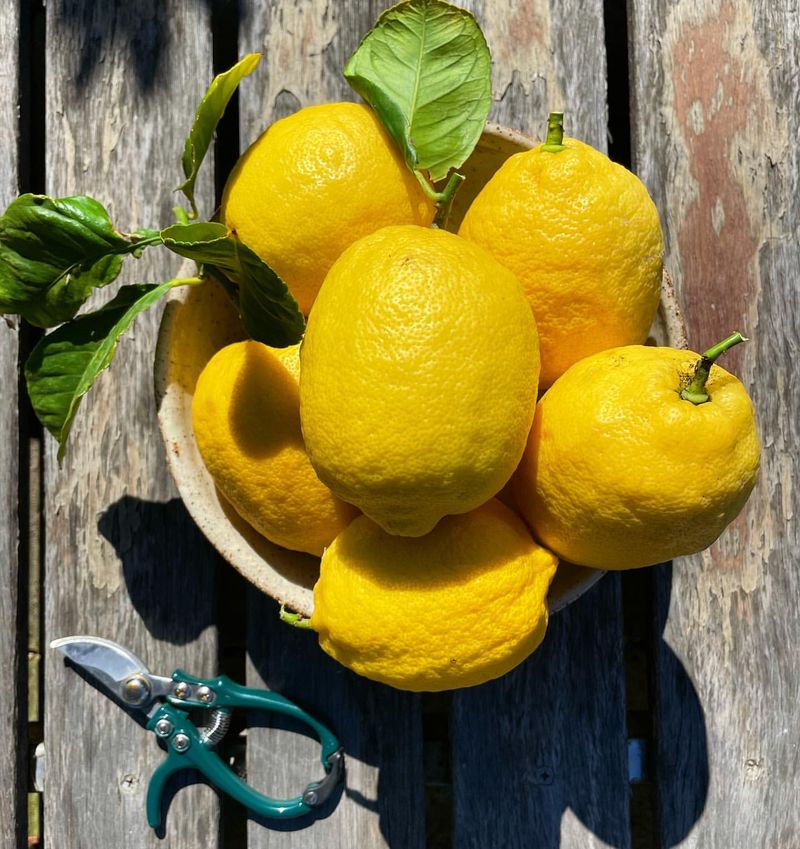 Boosts Immune System