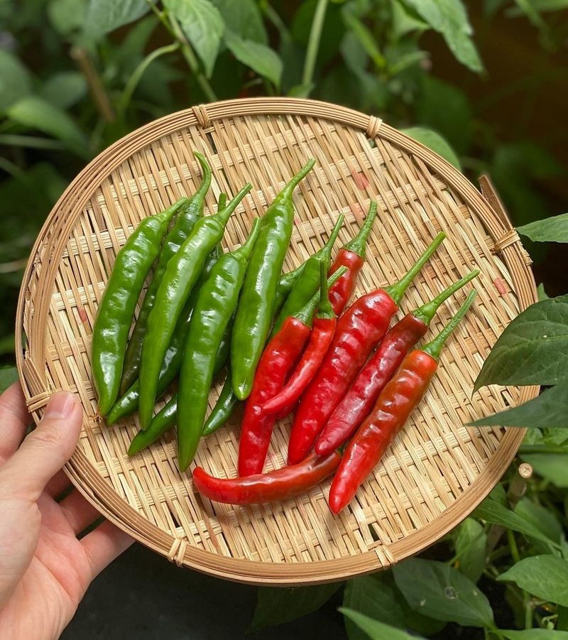 Chili Peppers