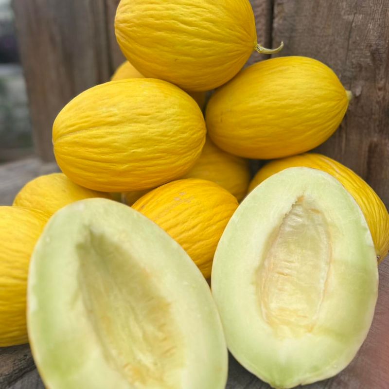 Melon