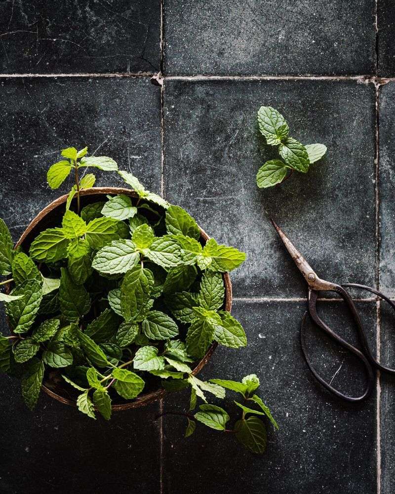 Mint