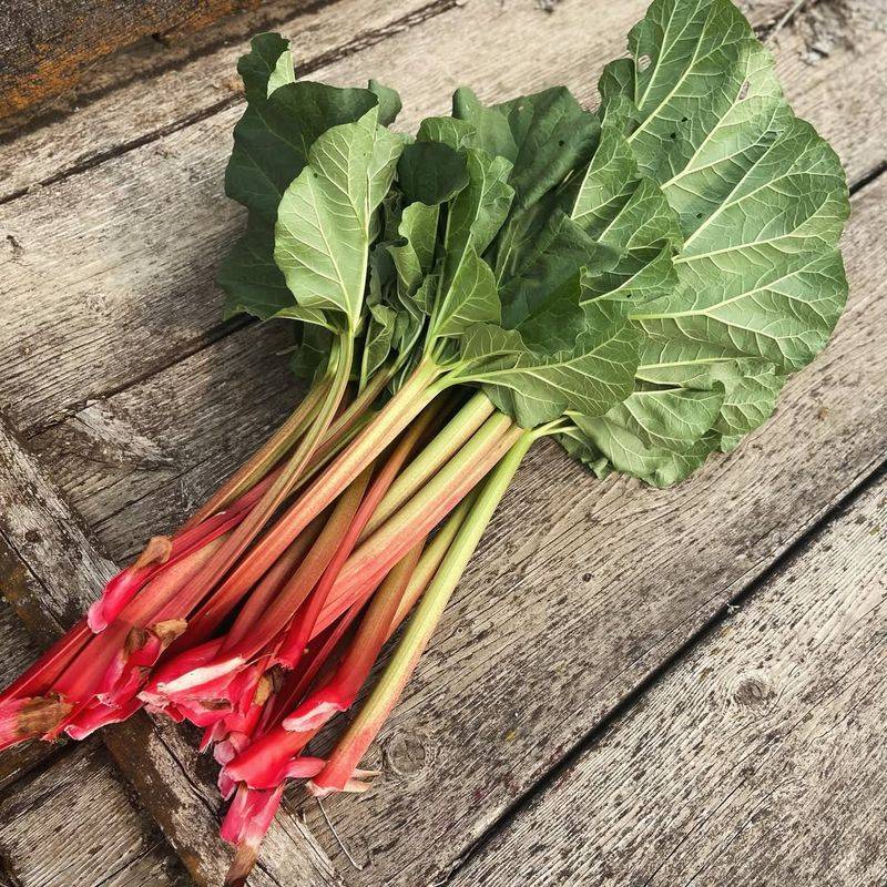 Rhubarb