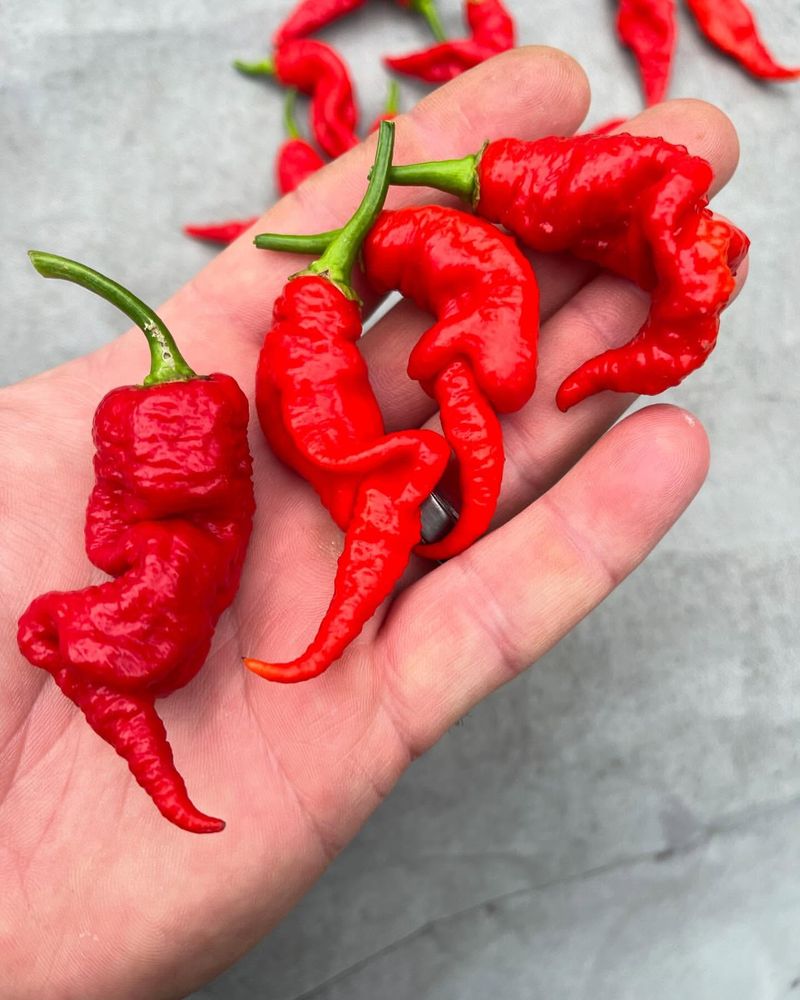 Spicy Peppers