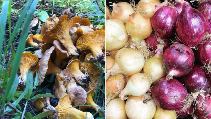 12 Foods You Should Eat Raw Vs. 12 You Should Cook!