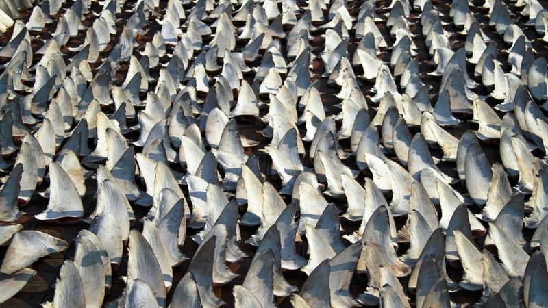 Aged Shark Fin