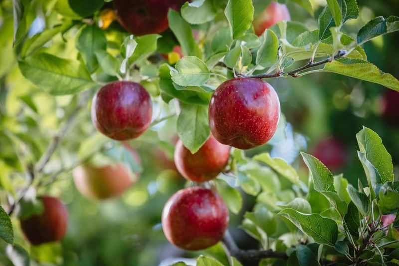 Apple Bonkers