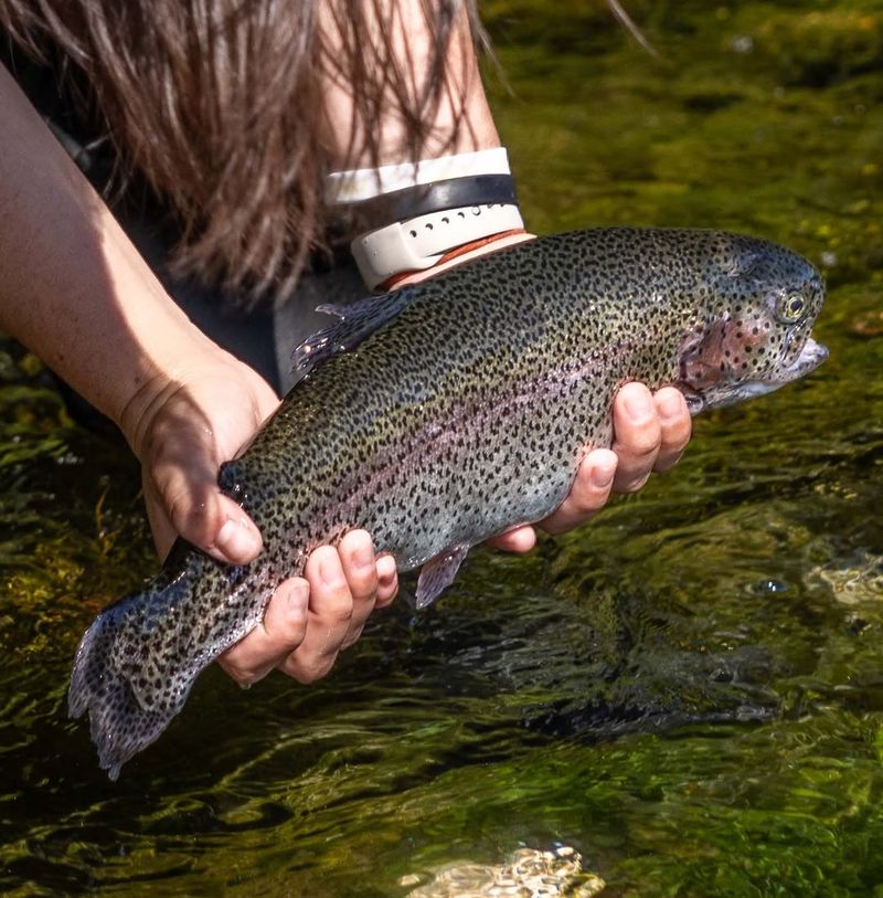 Artificially Colored Farmed Trout