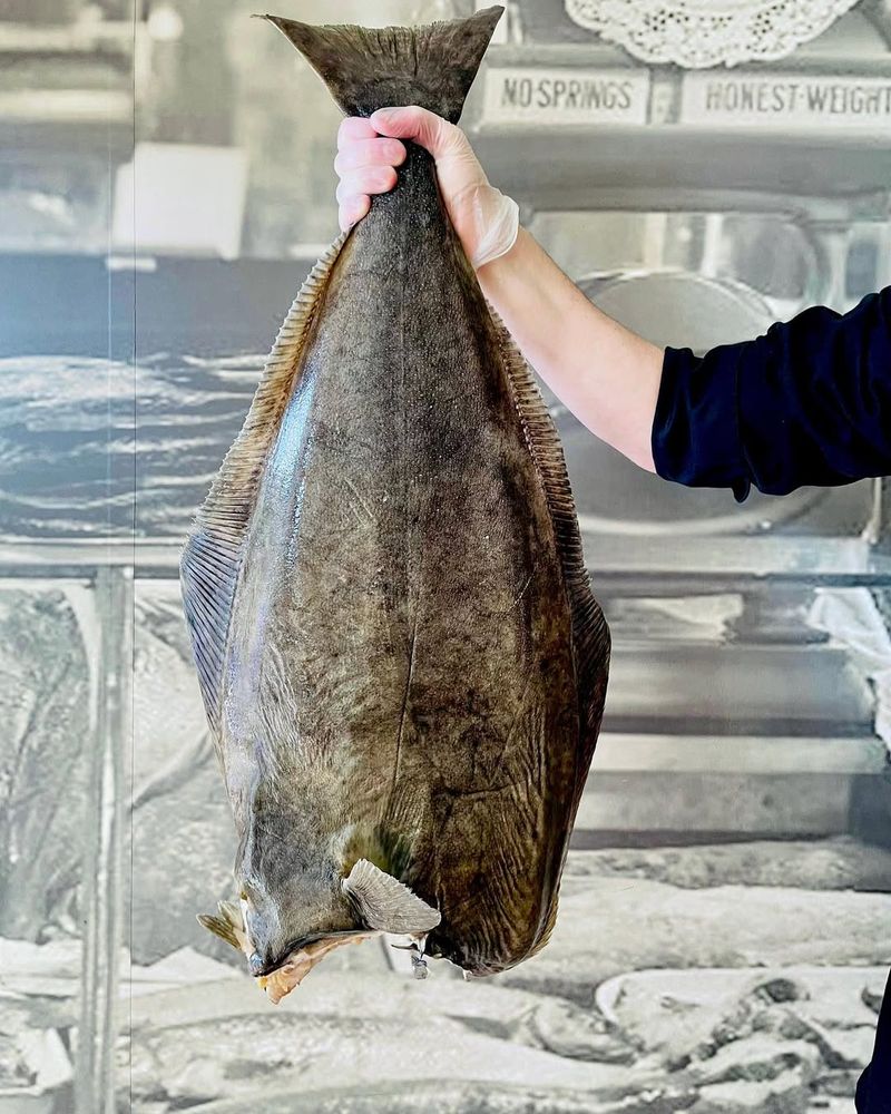 Atlantic Halibut