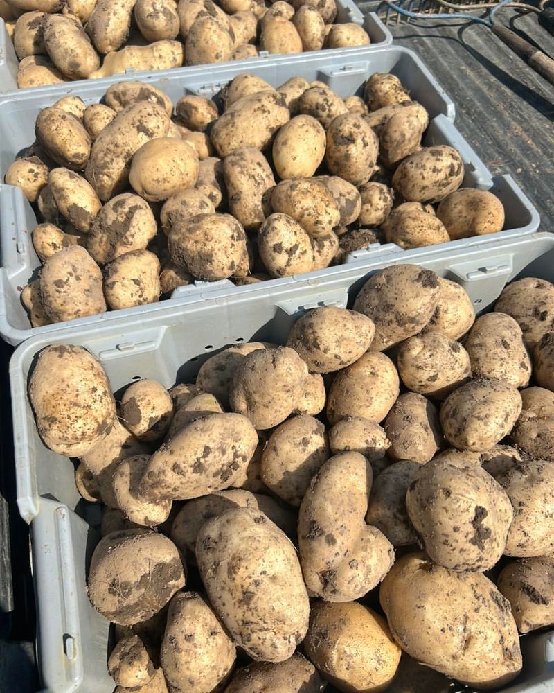 Potatoes
