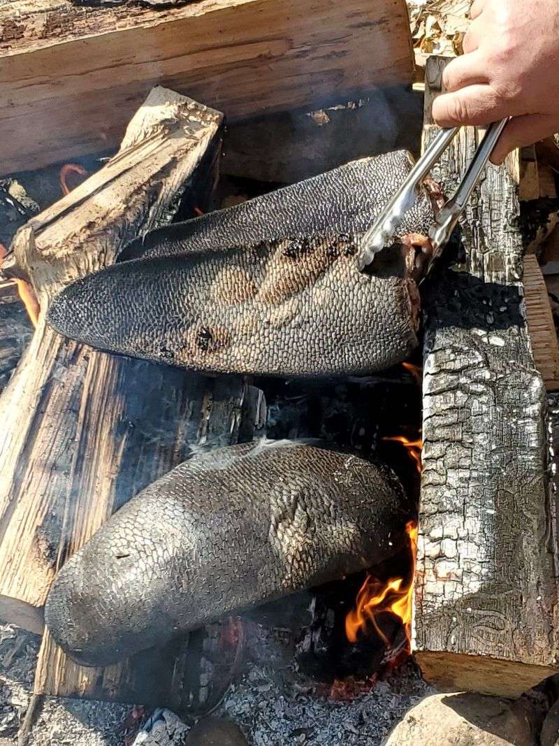 Beaver Tail