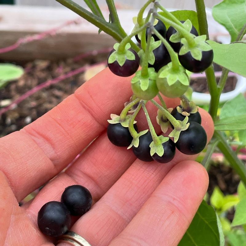 Berries