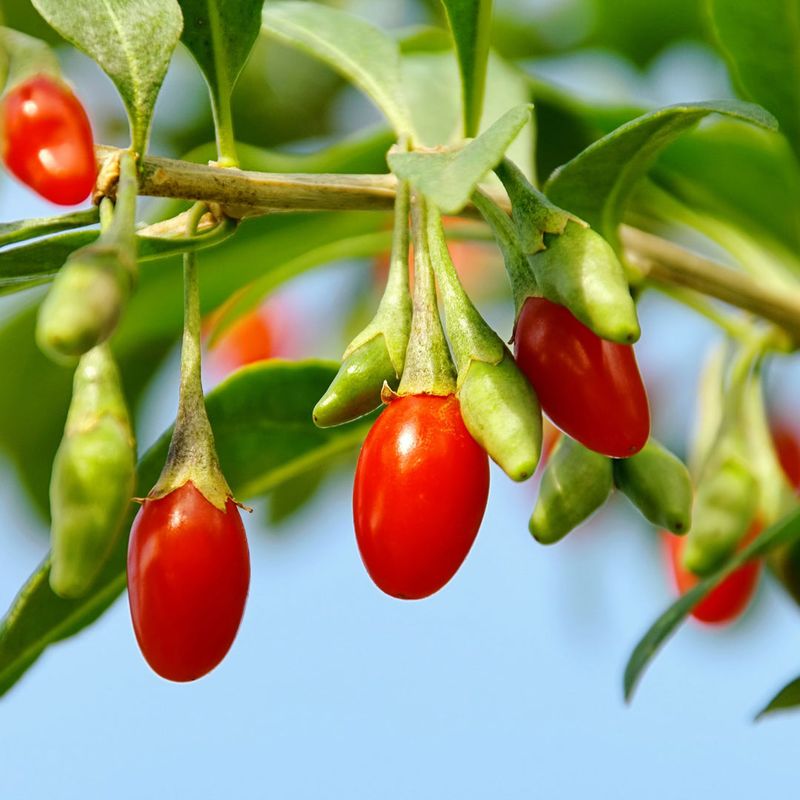 Berry of the Phoenix
