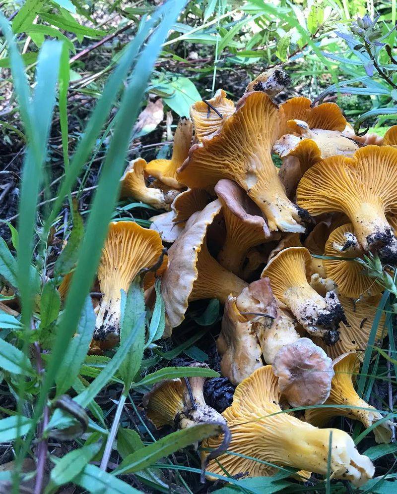 Wild Mushrooms