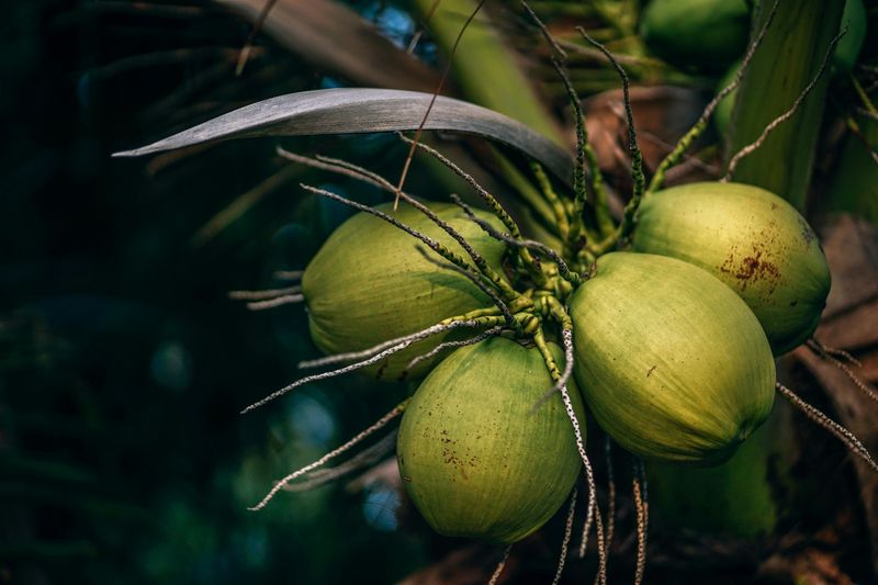 Coconut in Moderation
