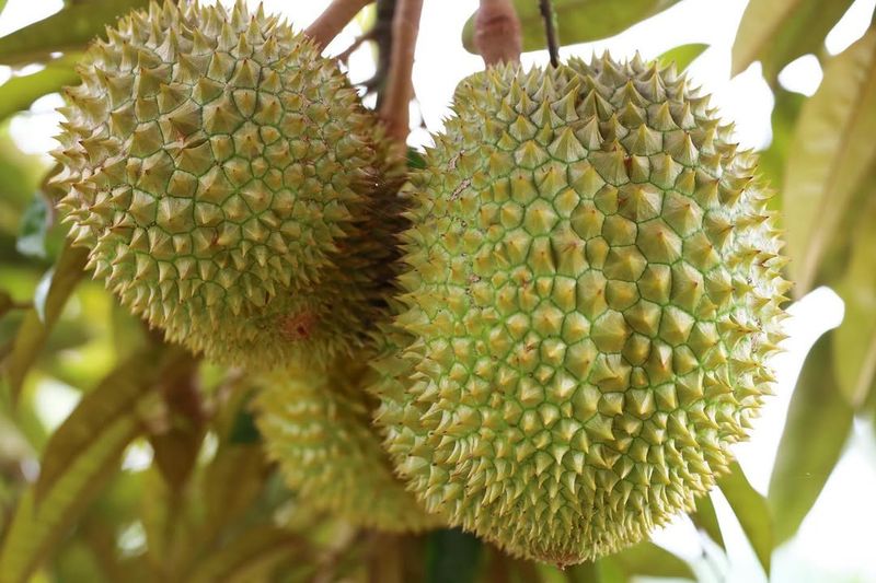 Durian Fruit