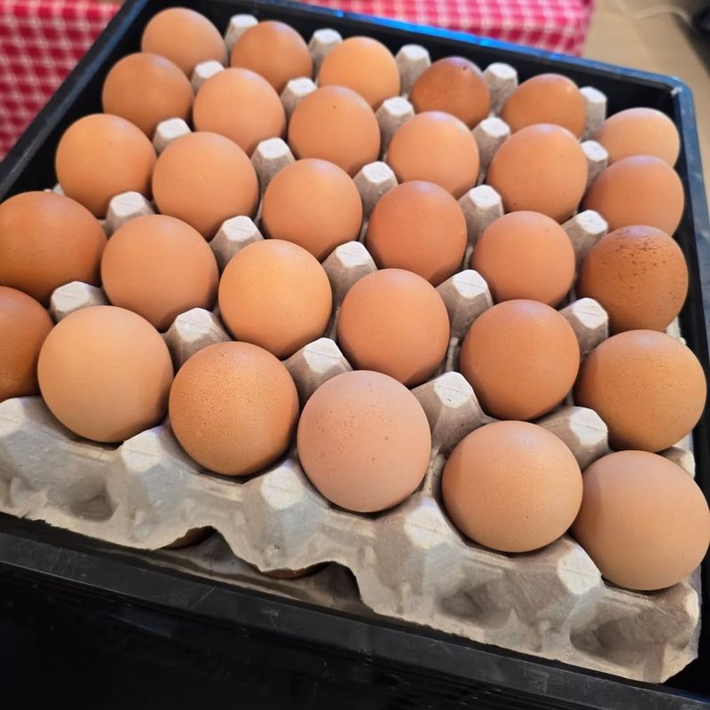 Egg Freshness Test
