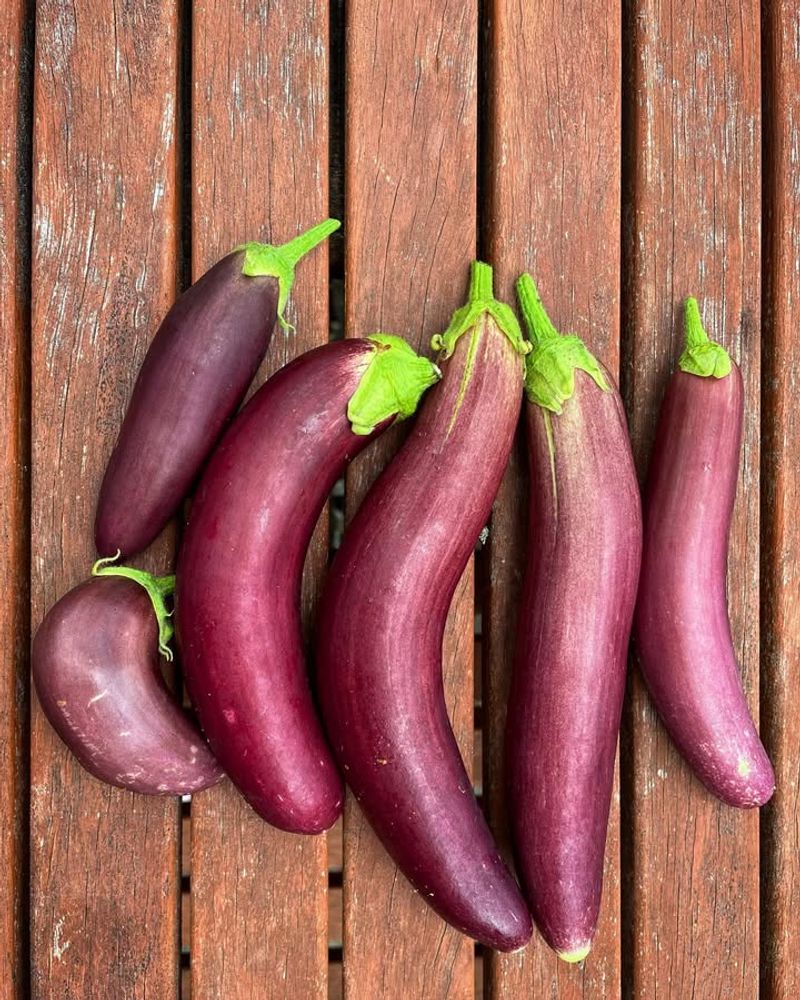 Eggplant