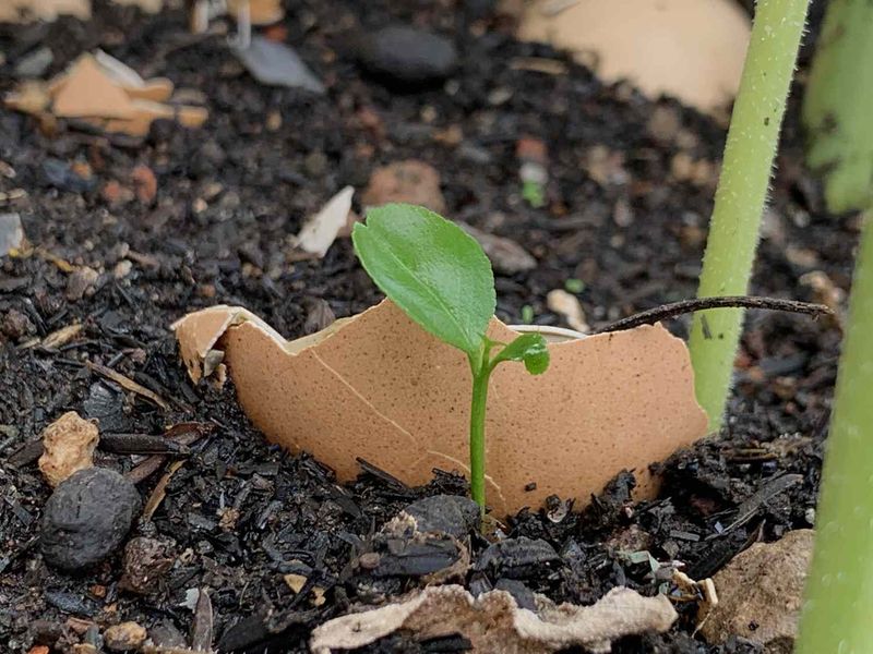Eggshell Fertilizer for Gardens