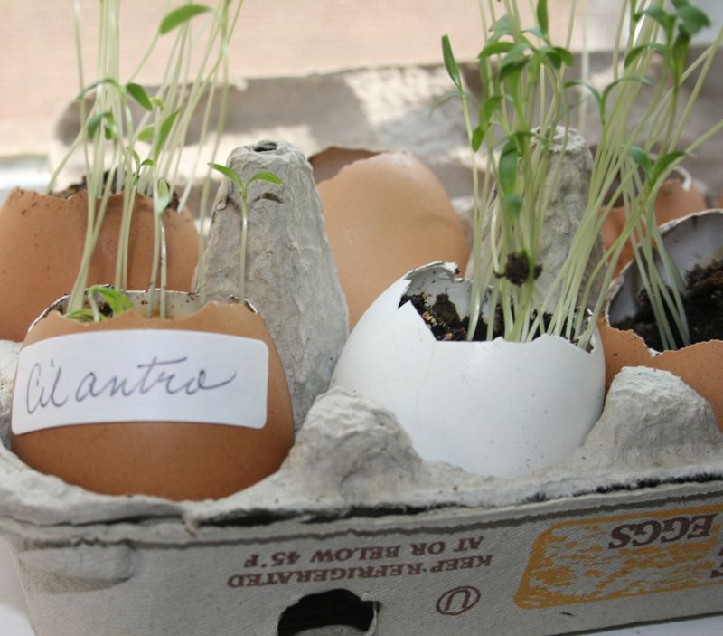Eggshell Planters