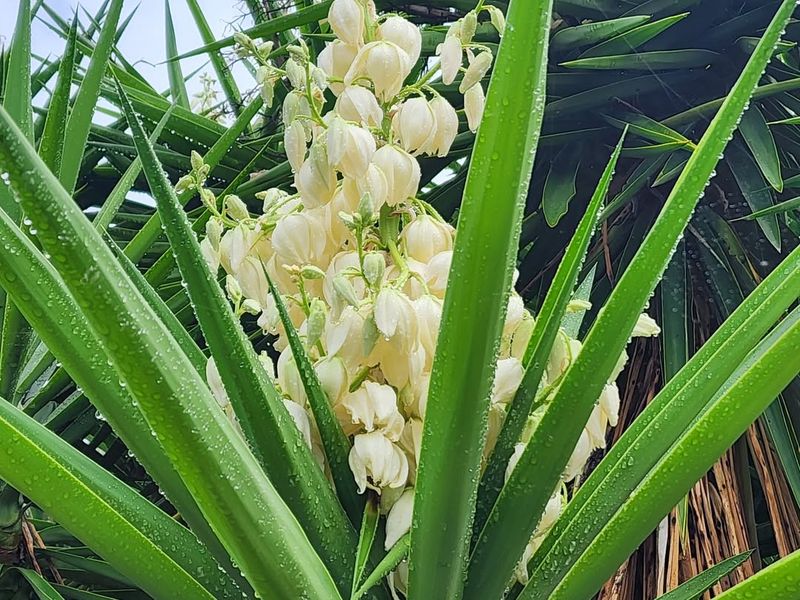 Yucca Flowers