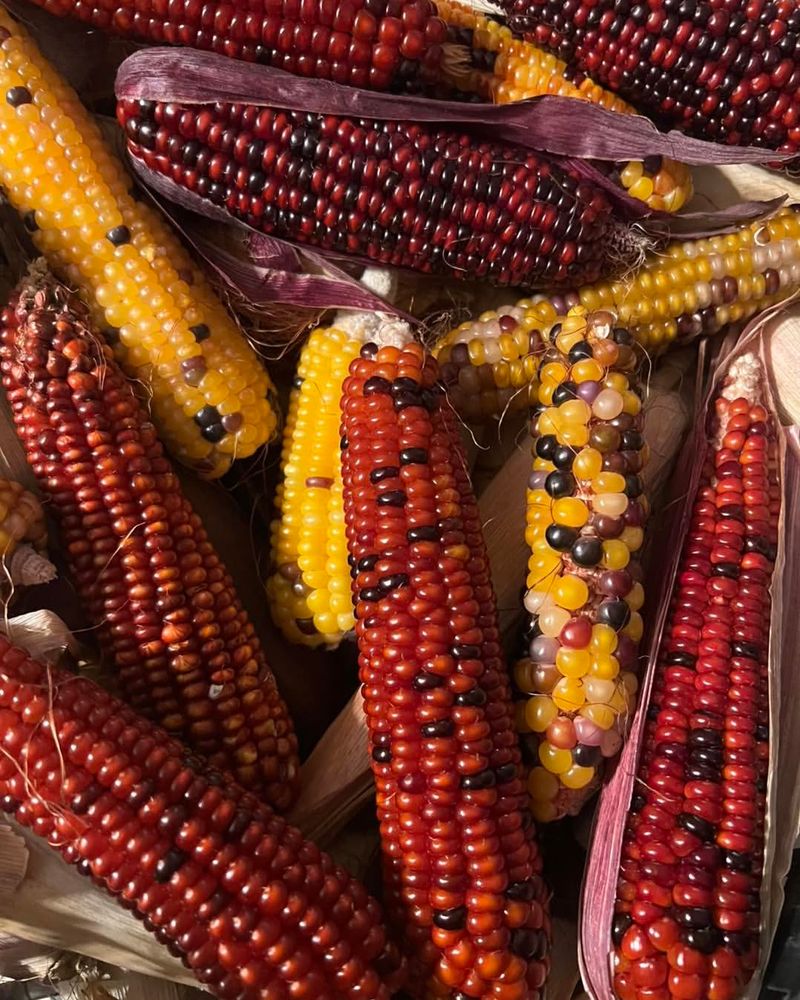 Genetically Modified Corn
