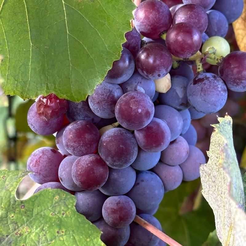 Grapes