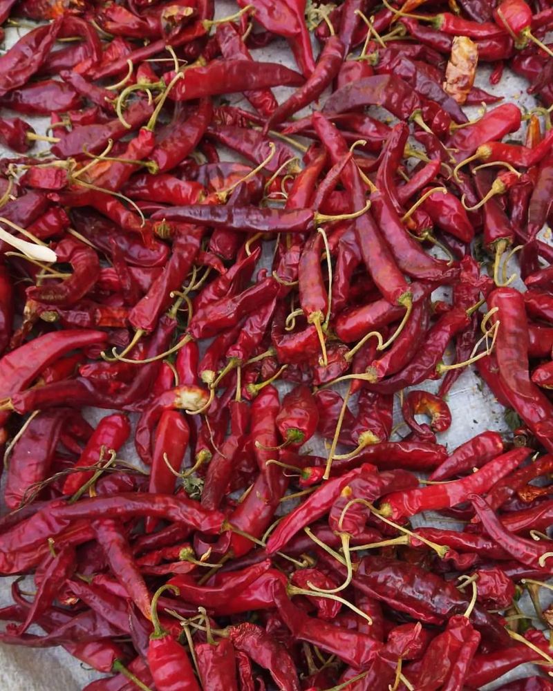Kashmiri Red Chili