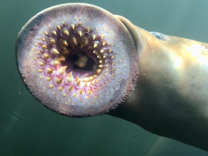 Lamprey