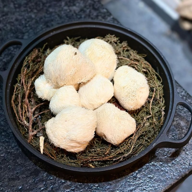 Lion’s Mane Mushroom
