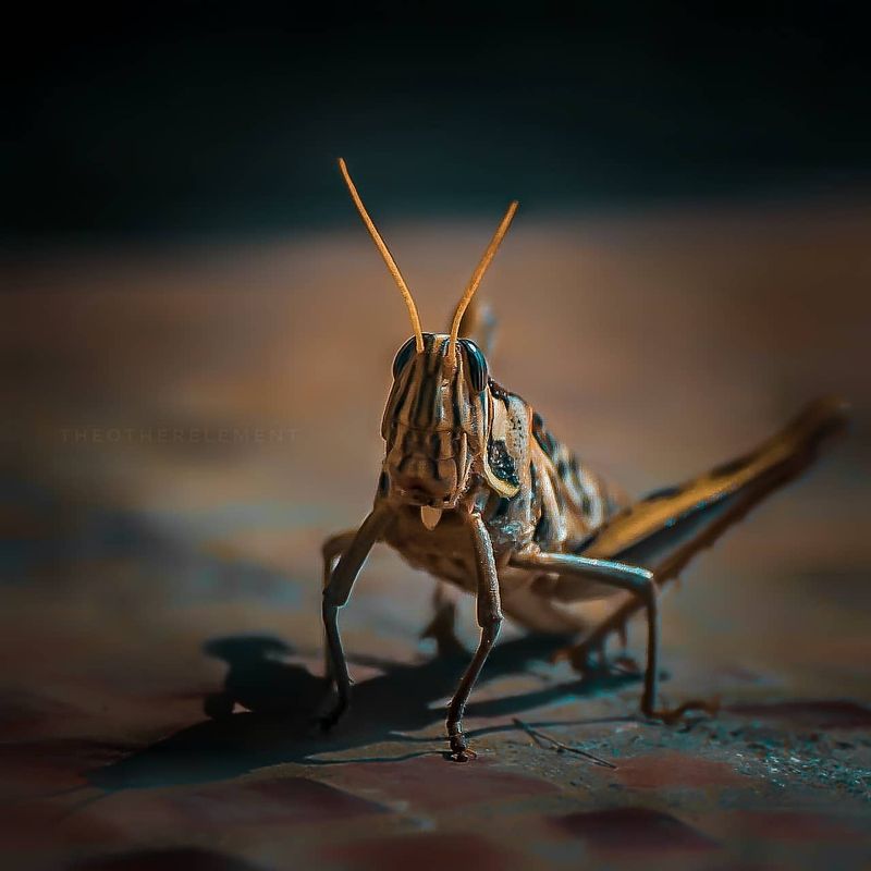 Locusts