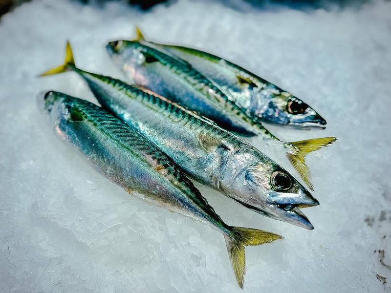 Mackerel