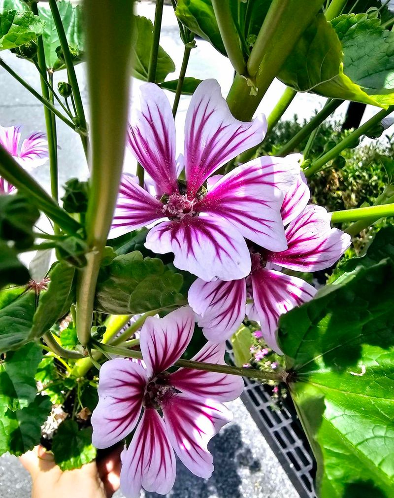 Mallow