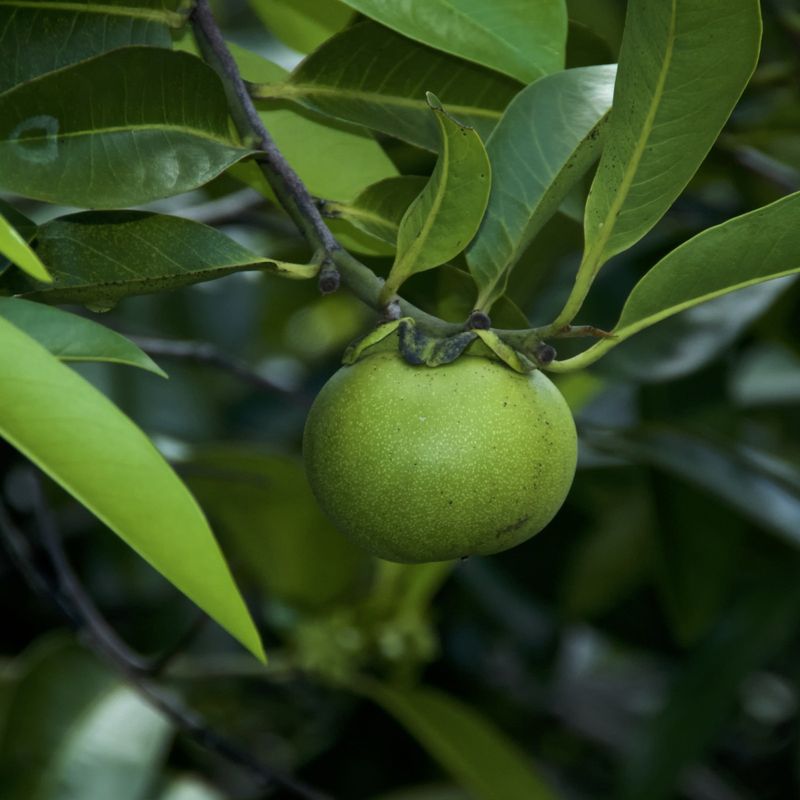 Manchineel