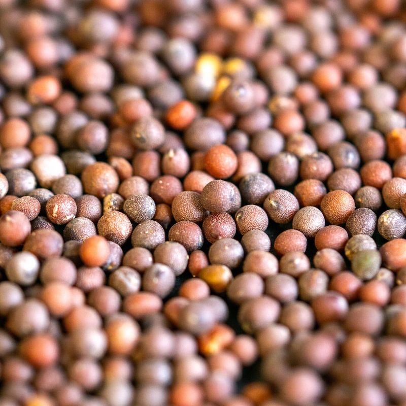 Mustard Seeds