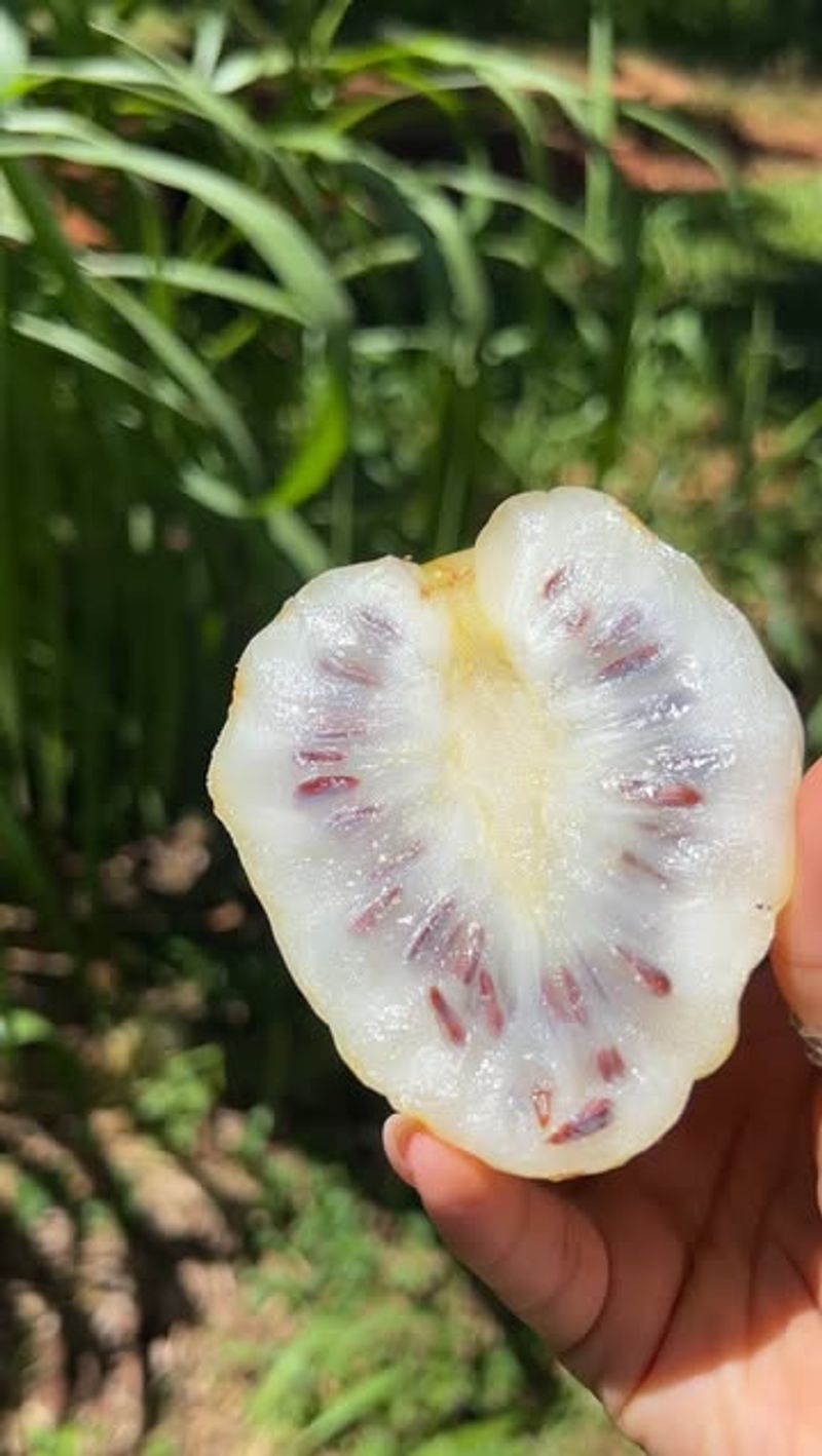 Noni