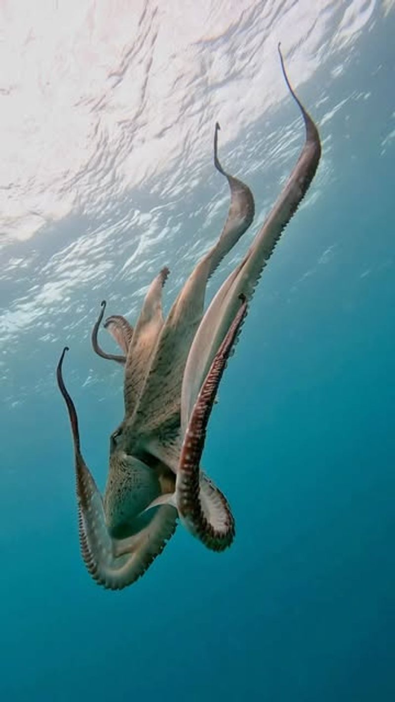Octopus Ink