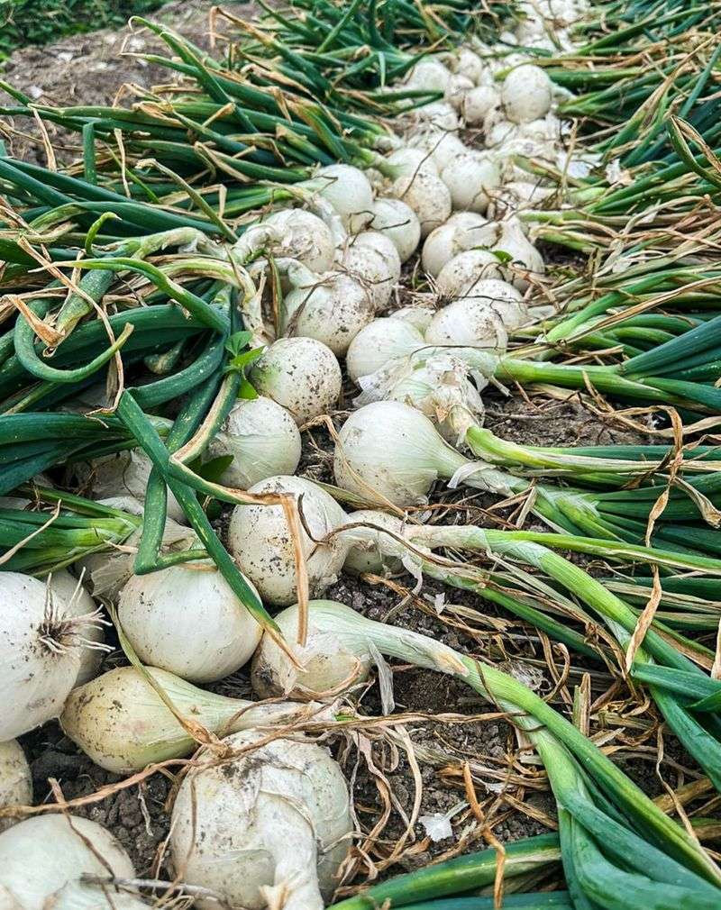 Onions