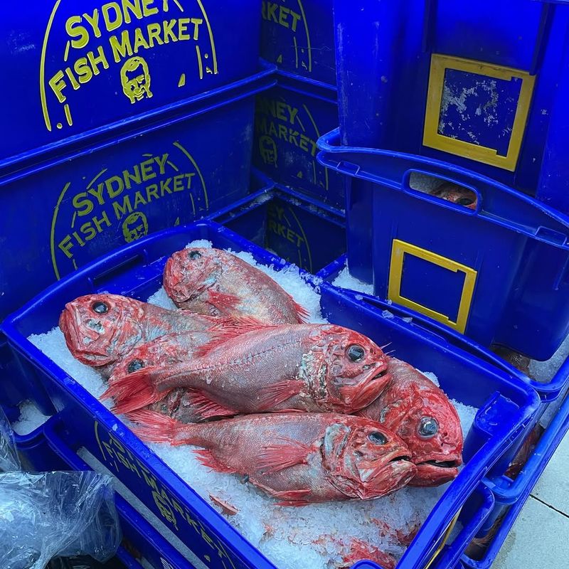Orange Roughy