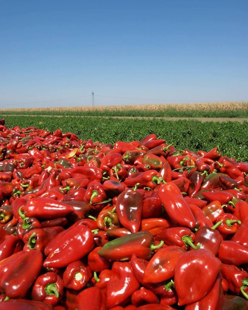 Paprika