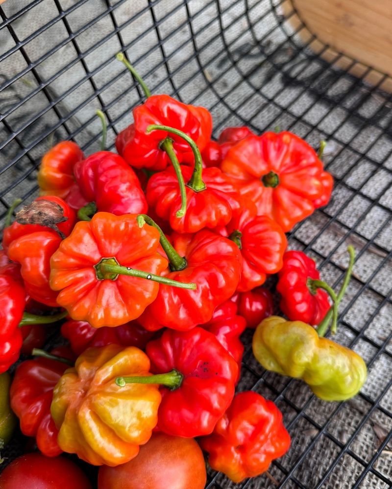 Peppers