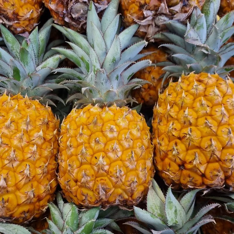 Pineapple