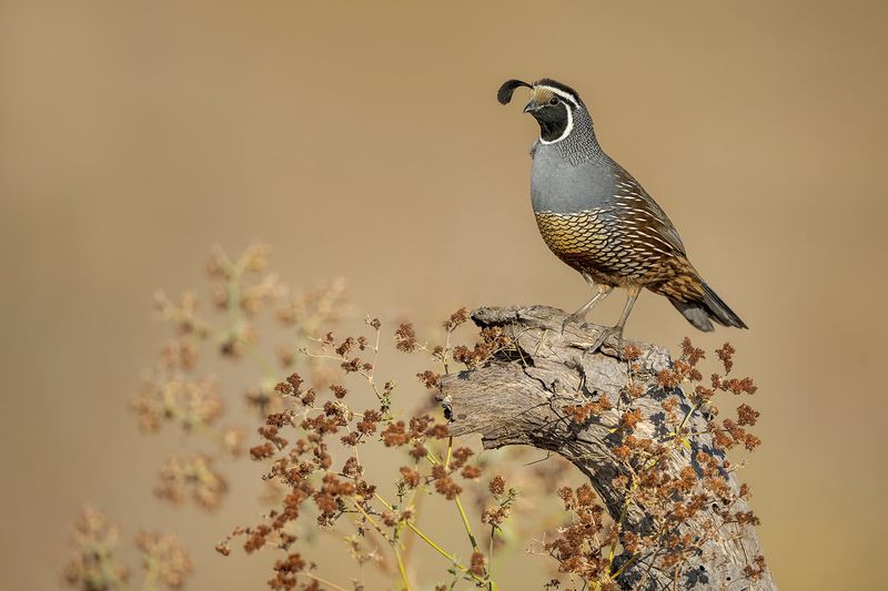 Quail