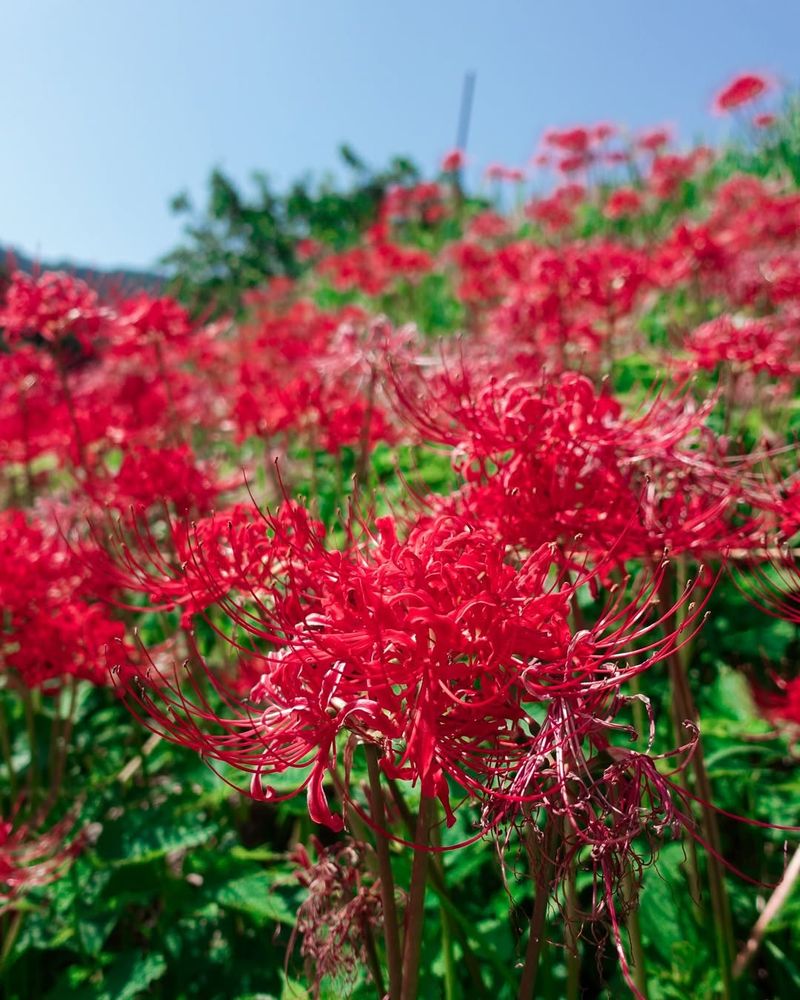 Red Spider Lily Berry