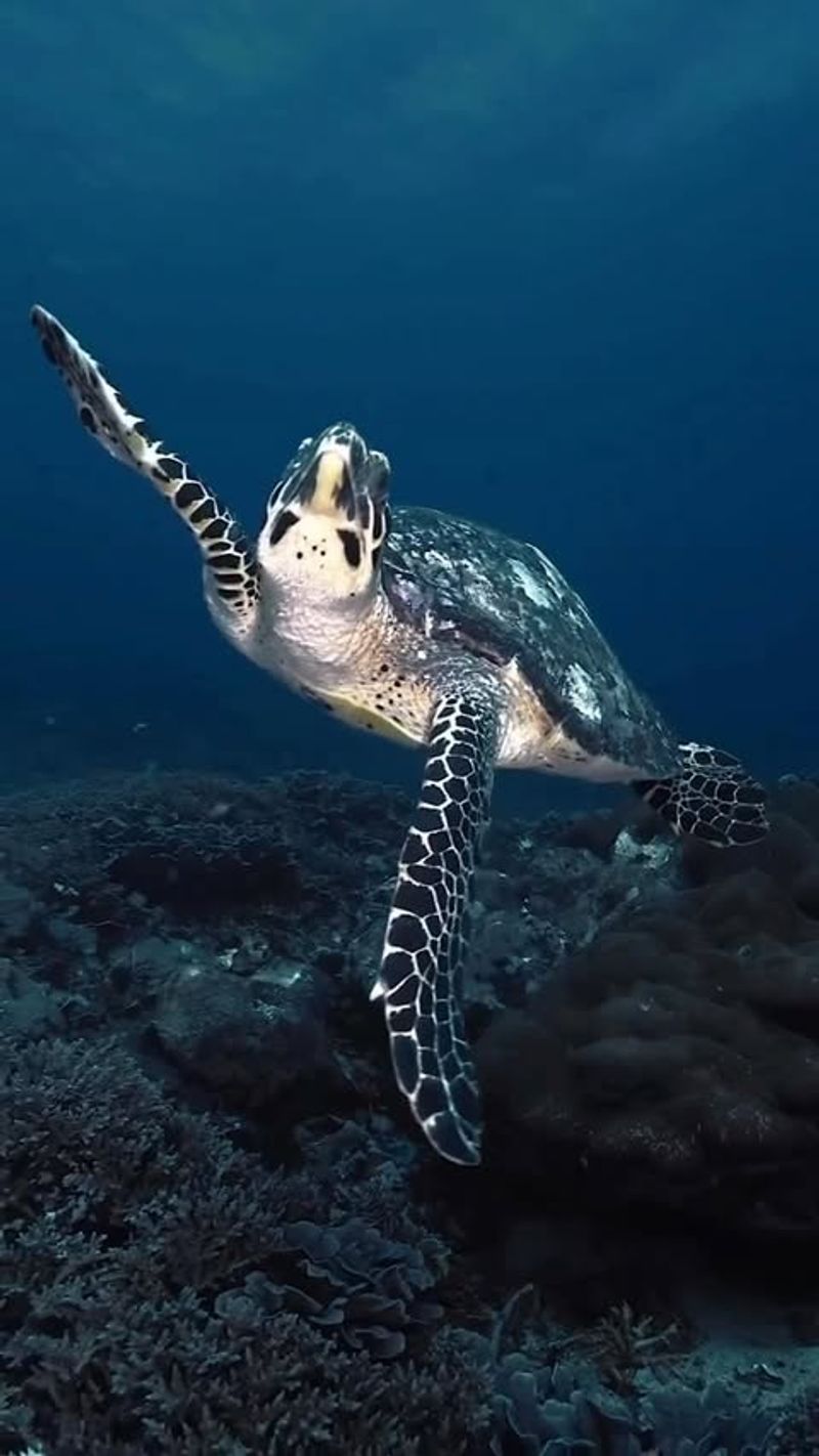 Sea Turtles