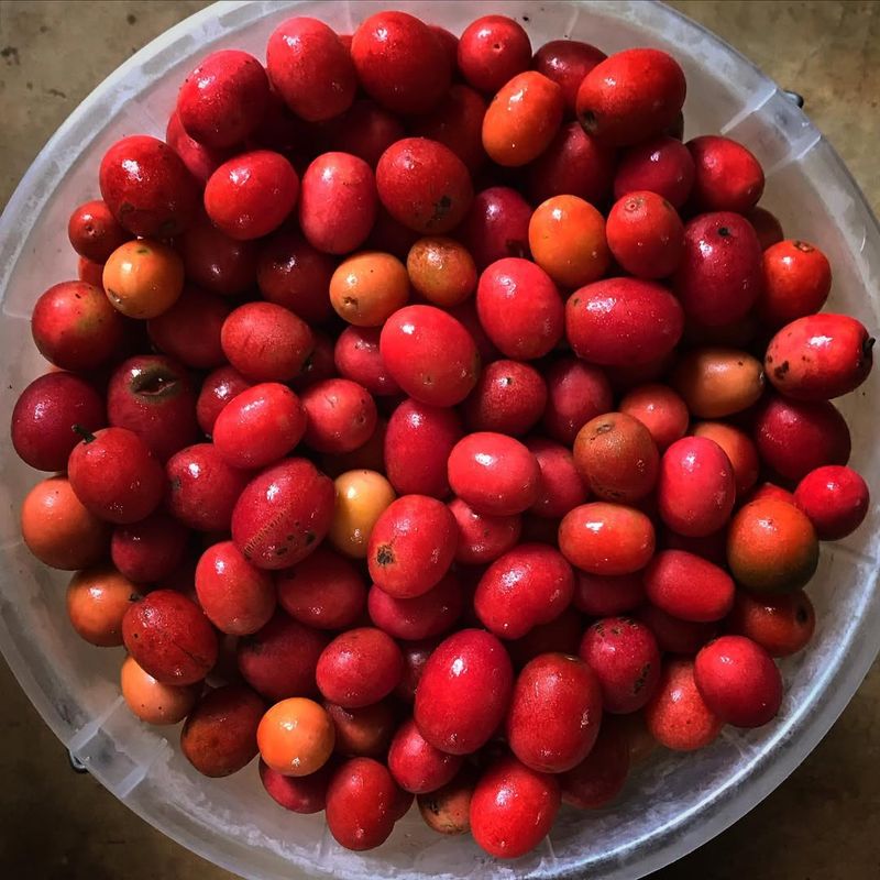 Sourplum