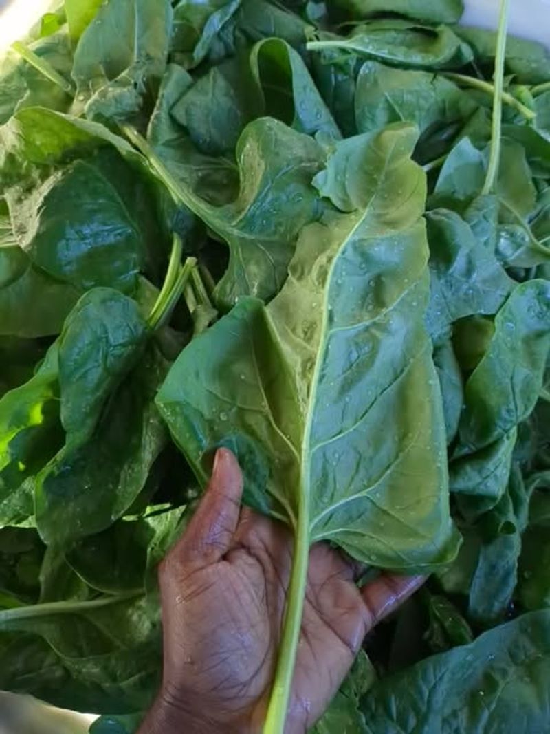 Spinach