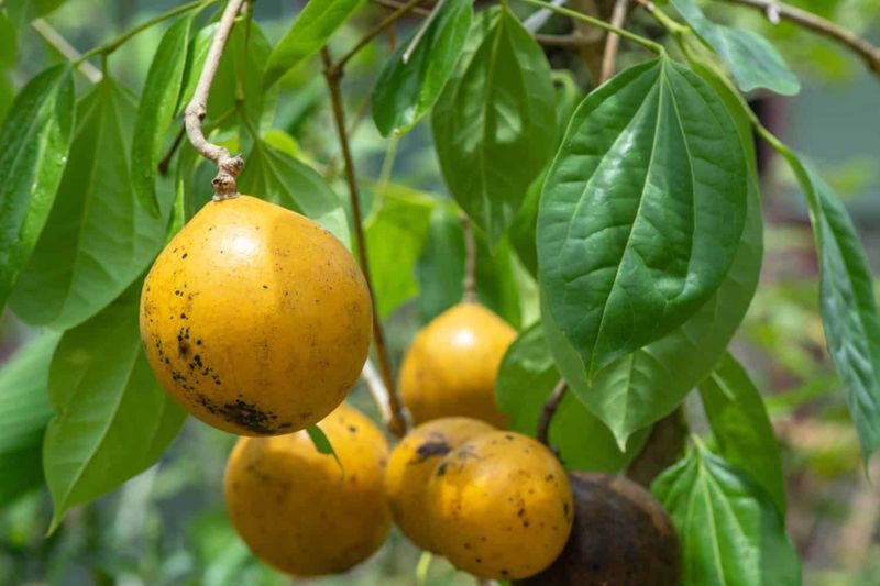 Strychnine Fruit