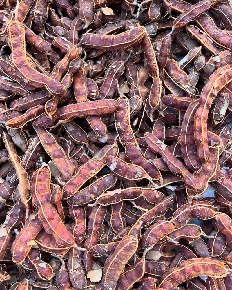 Tamarind