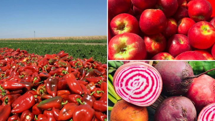 The Ultimate List: 25 Best Foods for Senior Brain Health