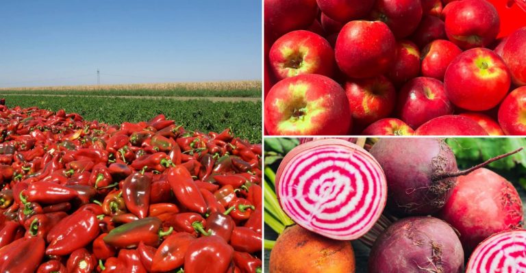 foods that are healthy for brain